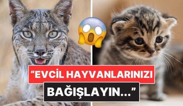 danimarkada-bir-hayvanat-bahcesi-yirticilara-mama-degil-evcil-hayvan-bagisi-istedi-RuOjiBLm.jpg