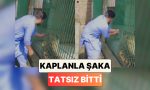 dogal-secilim-hayvanat-bahcesindeki-kaplani-rahatsiz-eden-bir-adamin-yuregi-agzina-geldi-bWekDqYZ.jpg