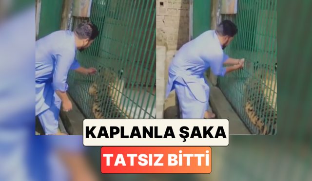 dogal-secilim-hayvanat-bahcesindeki-kaplani-rahatsiz-eden-bir-adamin-yuregi-agzina-geldi-bWekDqYZ.jpg