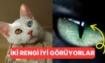 dunyaya-onlarin-gozunden-bakalim-kediler-renkleri-gorebiliyor-mu-yMBKUttS.jpg