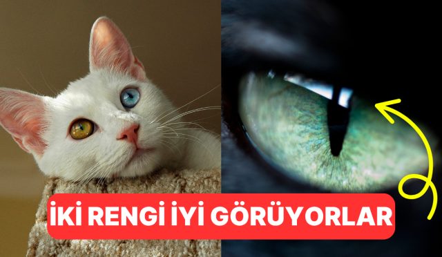 dunyaya-onlarin-gozunden-bakalim-kediler-renkleri-gorebiliyor-mu-yMBKUttS.jpg