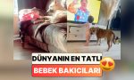 en-tatli-bebek-bakicilari-bebek-dostlarina-her-sartta-yardim-eden-kopekleri-izlerken-iciniz-isinacak-wGv43njN.jpg