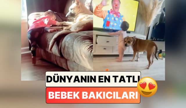 en-tatli-bebek-bakicilari-bebek-dostlarina-her-sartta-yardim-eden-kopekleri-izlerken-iciniz-isinacak-wGv43njN.jpg
