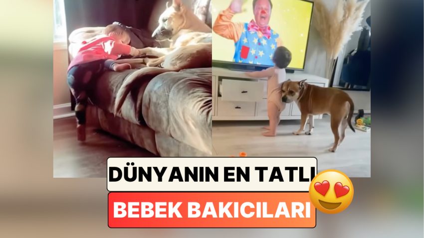 En Tatlı Bebek Bakıcıları: Bebek Dostlarına Her Şartta Yardım Eden Köpekleri İzlerken İçiniz Isınacak