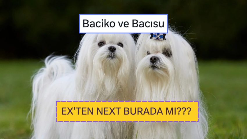 Ex’ten Next Burada mı? Z Jenerasyonu Köpek İsimlerinin Parodisiyle Güldüren Veteriner Tabip