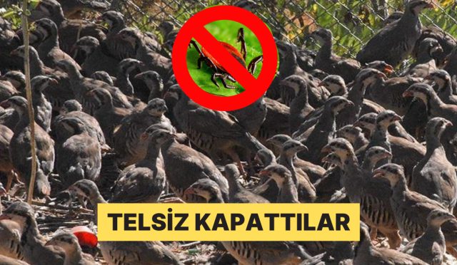 gaganiz-mubarek-olsun-kenelerle-caba-icin-tabiata-salinan-kekliklere-tam-takviye-geldi-uOSux2CW.jpg