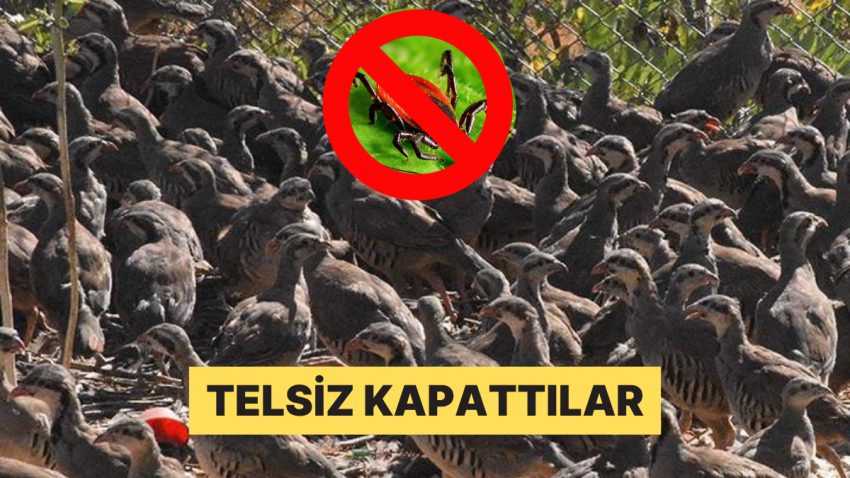 Gaganız Mübarek Olsun! Kenelerle Çaba İçin Tabiata Salınan Kekliklere Tam Takviye Geldi