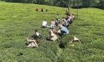 giresunda-yeni-surgun-cay-hasadi-aktifligi-yapildi-Hmz4GUH5.jpg