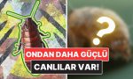 hamam-bocekleri-nukleer-savastan-sag-cikabilir-mi-3gB1YKcT.jpg