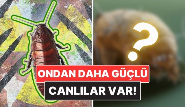 hamam-bocekleri-nukleer-savastan-sag-cikabilir-mi-3gB1YKcT.jpg
