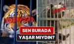 hayvanat-bahcelerinin-karanlik-yuzu-camin-gerisinde-gordugunuz-degil-gormediginiz-aci-HIJnjgW9.jpg
