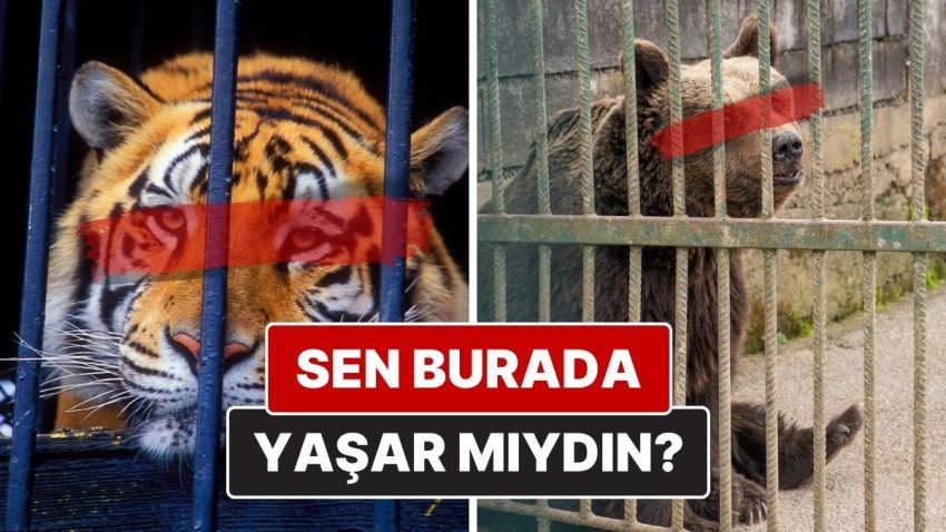 Hayvanat Bahçelerinin Karanlık Yüzü: Camın Gerisinde Gördüğünüz Değil, Görmediğiniz Acı