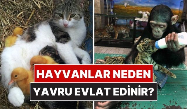 hayvanlar-neden-bazen-diger-cesitlerin-yavrularini-evlat-edinir-UCzyOZ4X.jpg