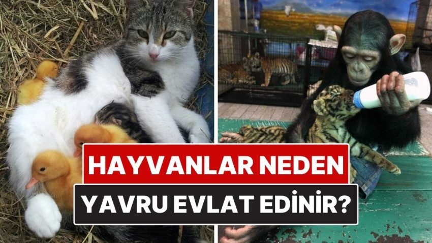 Hayvanlar Neden Bazen Diğer Çeşitlerin Yavrularını Evlat Edinir?