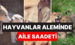 hayvanlarin-yavrulariyla-olan-tatli-mi-tatli-pozlarini-gorunce-gozlerinizden-kalpler-fiskiracak-WGLgMTC9.jpg