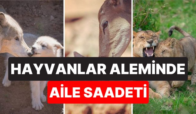 hayvanlarin-yavrulariyla-olan-tatli-mi-tatli-pozlarini-gorunce-gozlerinizden-kalpler-fiskiracak-WGLgMTC9.jpg