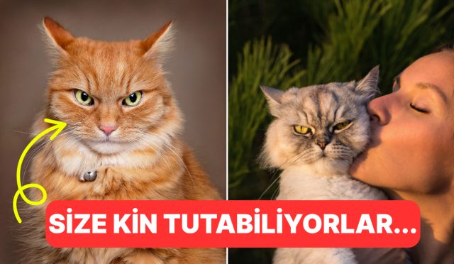 hicbir-kedi-benden-kacmasin-diyorsaniz-kedilere-kendinizi-sevdirme-yollari-xdmysbHj.jpg