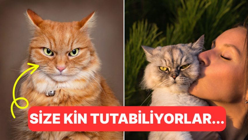 “Hiçbir Kedi Benden Kaçmasın” Diyorsanız: Kedilere Kendinizi Sevdirme Yolları