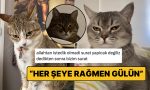 hislerini-yuzune-yansitmaktan-cekinmeyip-bes-karis-hiz-asan-kediler-cKbCENfD.jpg