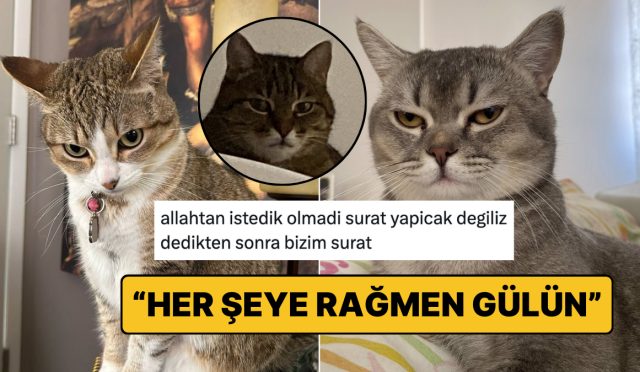 hislerini-yuzune-yansitmaktan-cekinmeyip-bes-karis-hiz-asan-kediler-cKbCENfD.jpg