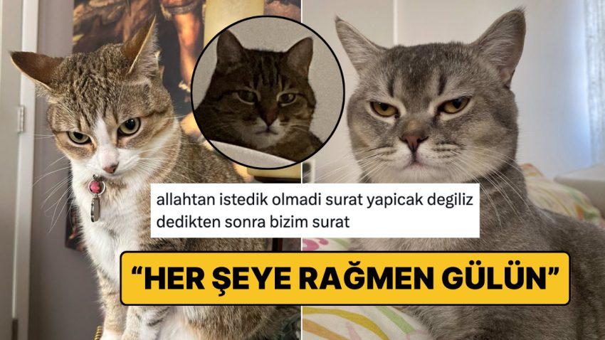 Hislerini Yüzüne Yansıtmaktan Çekinmeyip Beş Karış Hız Asan Kediler