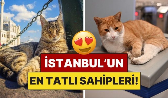 istanbulun-kedileri-sokaklarin-en-tatli-konuklari-kentin-sakli-sahipleri-6JYdOsH9.jpg