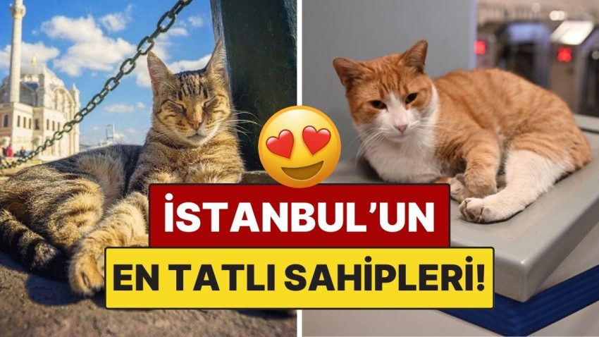 İstanbul’un Kedileri: Sokakların En Tatlı Konukları, Kentin Saklı Sahipleri!
