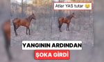 izmirdeki-yanginda-bir-atin-yandigi-ihbarini-alan-vatandaslarin-karsilastigi-goruntu-yurekleri-dagladi-ZewcWqmn.jpg