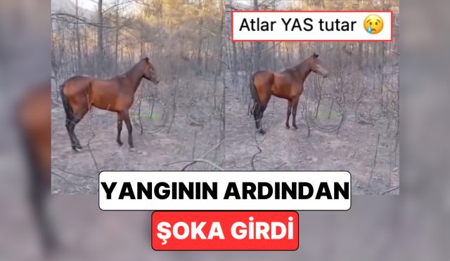 izmirdeki-yanginda-bir-atin-yandigi-ihbarini-alan-vatandaslarin-karsilastigi-goruntu-yurekleri-dagladi-ZewcWqmn.jpg
