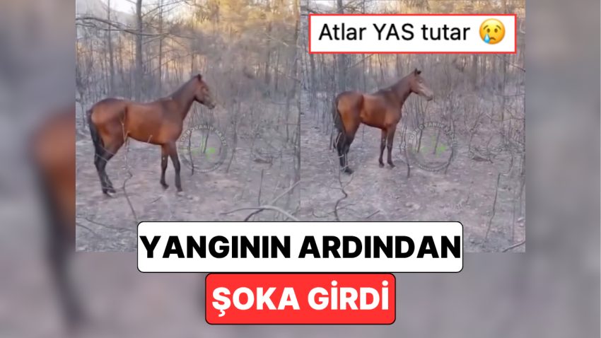 İzmir’deki Yangında Bir Atın Yandığı İhbarını Alan Vatandaşların Karşılaştığı Görüntü Yürekleri Dağladı