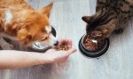 kedi-ve-kopek-mamalari-hakkinda-birinci-kere-duyacagin-7-kaliteli-bilgi-ic7qLi7S.jpg