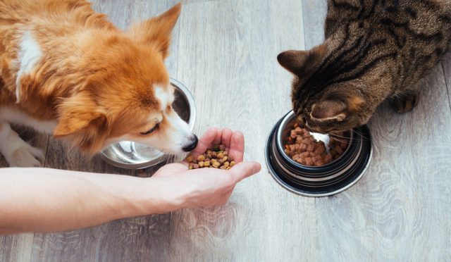 kedi-ve-kopek-mamalari-hakkinda-birinci-kere-duyacagin-7-kaliteli-bilgi-ic7qLi7S.jpg