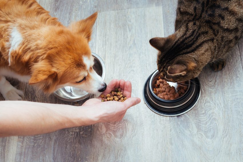 Kedi ve Köpek Mamaları Hakkında Birinci Kere Duyacağın 7 Kaliteli Bilgi