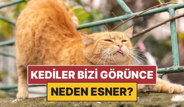 kediler-bizi-gordukten-sonra-neden-esneme-hareketi-yapar-LJExLT8E.jpg
