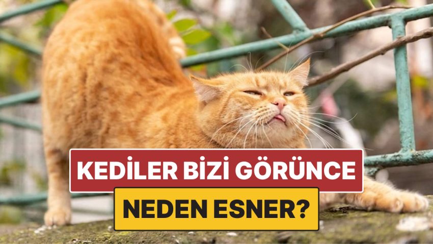 Kediler Bizi Gördükten Sonra Neden Esneme Hareketi Yapar?