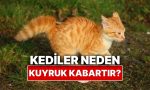 kediler-neden-bazen-kuyruklarini-kabartir-gGmWXpF2.jpg
