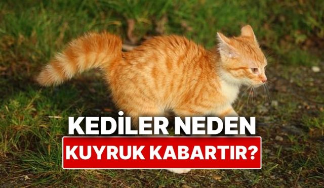 kediler-neden-bazen-kuyruklarini-kabartir-gGmWXpF2.jpg