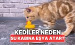 kediler-neden-bazen-su-kaplarinin-icine-esyalar-atar-sTf1xjtG.jpg