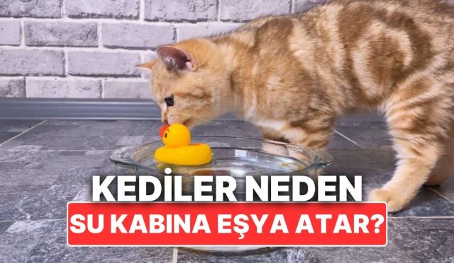 kediler-neden-bazen-su-kaplarinin-icine-esyalar-atar-sTf1xjtG.jpg