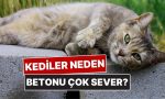 kediler-neden-betonda-yatmayi-bu-kadar-cok-seviyor-AqevWzaL.jpg
