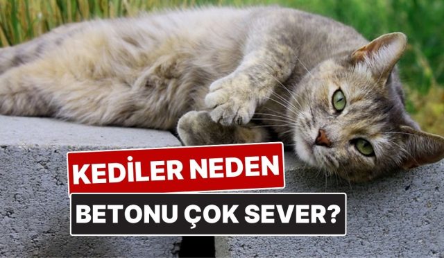 kediler-neden-betonda-yatmayi-bu-kadar-cok-seviyor-AqevWzaL.jpg