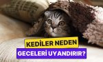kediler-neden-bizi-gecenin-korunde-uyandirir-2ujBrfTj.jpg
