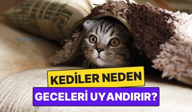 kediler-neden-bizi-gecenin-korunde-uyandirir-2ujBrfTj.jpg
