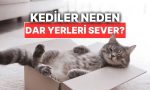 kediler-neden-dar-yerlere-girmeyi-cok-sever-vb9PZP6J.jpg