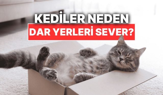 kediler-neden-dar-yerlere-girmeyi-cok-sever-vb9PZP6J.jpg