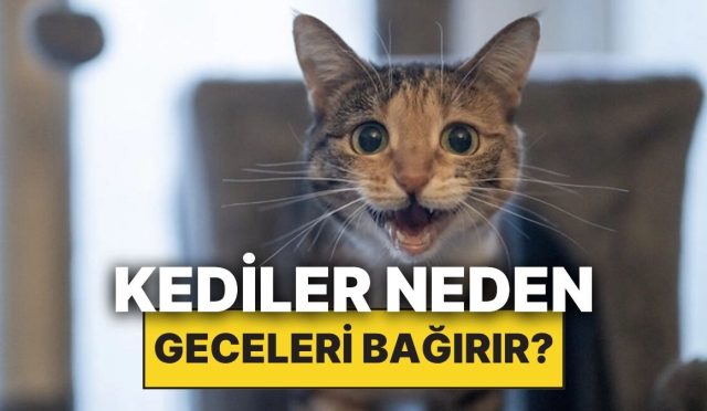 kediler-neden-geceleri-yuksek-sesle-miyavlar-4JjOmjHu.jpg