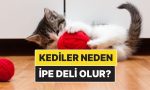 kediler-neden-ip-gorunce-mecnuna-donuyor-eGS8wvbS.jpg