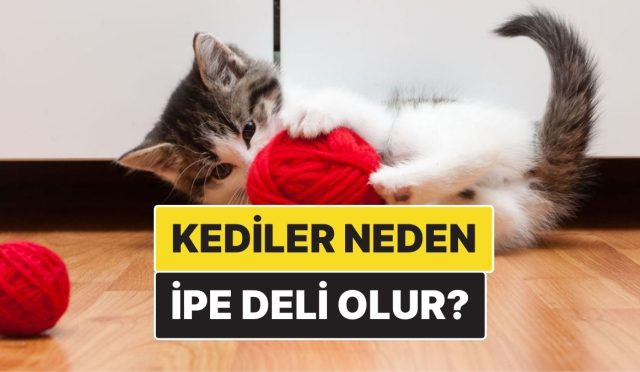 kediler-neden-ip-gorunce-mecnuna-donuyor-eGS8wvbS.jpg