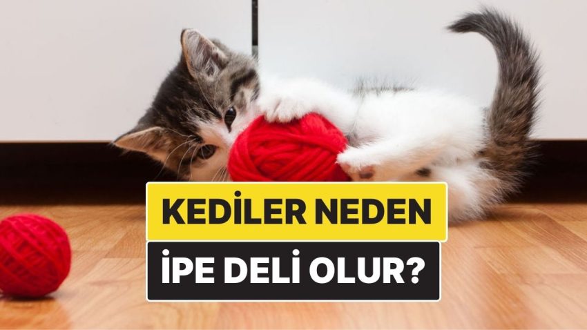 Kediler Neden İp Görünce Mecnuna Dönüyor?