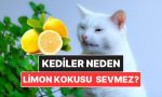 kediler-neden-narenciye-kokusundan-nefret-eder-BZ6MfKDF.jpg